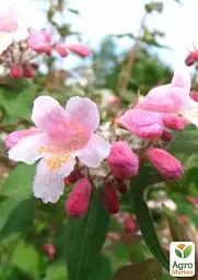 Саджанець Agro-Market Кольквіція чарівна Kolkwitzia Pink Cloud 1 шт. в упаковці (181746) - мініатюра 3