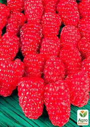 Саджанець Agro-Market Малина Брусвяна (ремонтантний високоврожайний сорт) 2 шт. в пакуванні (17669) - мініатюра 2