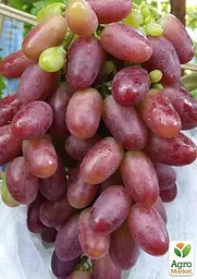 Саджанець Agro-Market Виноград Різамат (ранньо-середній термін дозрівання, високоврожайний сорт) 1 шт. в пакуванні (20053) - мініатюра 3