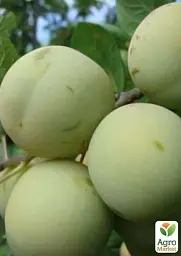 Саджанець Agro-Market Слива Ренклод Білий (літній сорт, ранній термін дозрівання) 1 шт. в упаковці (21375) - мініатюра 3