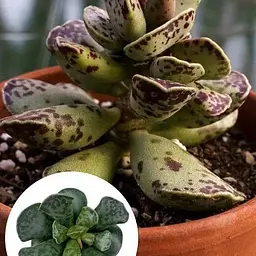 Адроміскус Agro-Market Купера (adromischus cooperi) (188954) 1 саджанець в упаковці (кімнатний) Нідерланди
