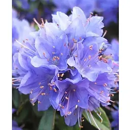Рододендрон "Blue Tit" 2 річний (блакитний) С1,5 висота 20-40см (62274) 1 саженец