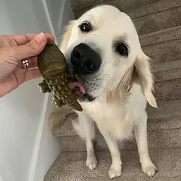 Натуральні ласощі для зубів собак WHIMZEES Dental Treats Alligator S 1 шт. - мініатюра 2