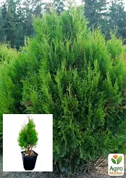 Саджанець Agro-Market Туя складчаста Kornik С3 висота 50-60 см 1 шт. в упаковці (101943) - мініатюра 4