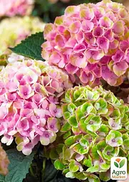 Саджанець Agro-Market LMTD Гортензія крупнолистна квітуча 3-х річна Magical Revolution Pink (30-40см) (62425) - мініатюра 3