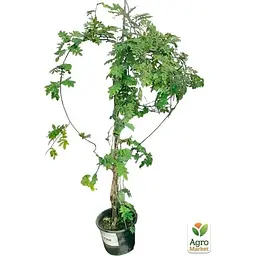 Саджанець Agro-Market Гліцинія китайська Blue Sapphire ком/сітка висота 150 см (179897) 1 шт. в упаковці - мініатюра 2