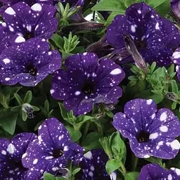Петунія ампельна "Splash Dance Bolero Blue" (контейнер №10 висота 10-15см) (52242) 1 саженец