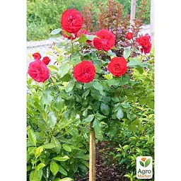 Троянда штамбова Agro-Market Rouge Meilove саджанець класу АА+ вищий сорт 1 шт. в упаковці (182858) - мініатюра 2