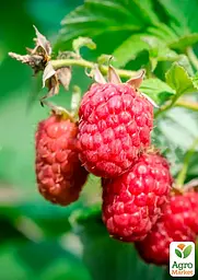 Малина Agro-Market "Персея" (ранній термін дозрівання, високоврожайний сорт) 1-річний саджанець (189476) 1 шт в упаковці - мініатюра 2