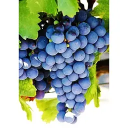 Саджанець Agro-Market Виноград Мальбек (винний сорт) 1 шт. в упаковці (44320) - мініатюра 3