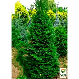 Саджанець Agro-Market Ялиця бальзамічна Казковий сад (Fairy Garden) горщик P9 (38181) - мініатюра 2
