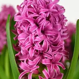 Гіацинт "Pink Pearl" (186358) 2 шт