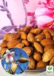 Саджанець Agro-Market Мигдаль Першокласний (First-class) (преміальний, плодоносний сорт, раннього терміну дозрівання) 1 шт. в упаковці (47379) - мініатюра 2