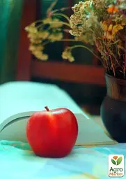 Саджанець Agro-Market Яблуня Райське Яблучко (осінній сорт) 1 шт. в упаковці (15761) - мініатюра 2