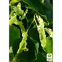 Саджанець Agro-Market Липа дрібнолиста лікувальна Грін Глоб (177455) - мініатюра 3