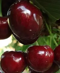 Саджанець Agro-Market Черешня Великоплідна (літній сорт, середньостиглий термін дозрівання) (15786) 1 шт. в упаковці - мініатюра 3
