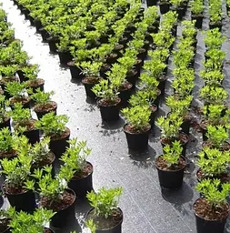 Агротканина Shadow 100 г/м² 1.1 x 10 м АГРП0002 - мініатюра 6