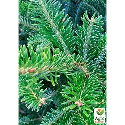 Саджанець Agro-Market Ялиця Фразера (Abies Fraseri) горщик P9 (176501) - мініатюра 3