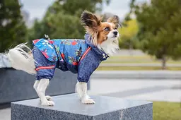 Комбінезон Smart Pet Роуз - мініатюра 5