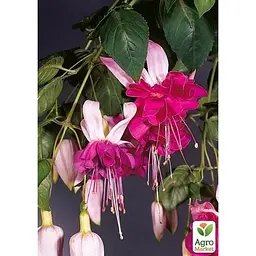 Саджанець Agro-Market Фуксія ампельна Bella Rozella (контейнер № 10 висота 5-10 см) (49263) 1 шт. в упаковці - мініатюра 2