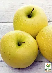 Саджанець Agro-Market Яблуня Голден Делішес (зимовий сорт) 1 шт. в упаковці (17581) - мініатюра 2
