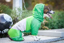Комбінезон Smart Pet Стаєр