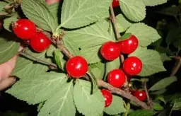 Саджанець Agro-Market Вишня повстиста 1 шт. в упаковці (38427) - мініатюра 3