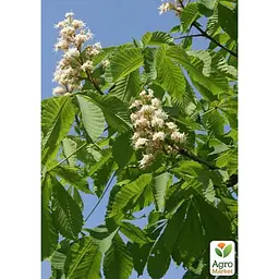 Саджанець Agro-Market Каштан кінський Aesculus (красиво квітуче дерево) (120914) - мініатюра 2