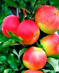 Саджанець Agro-Market Яблуня колоновидна Валюта® (зимовий сорт, пізній термін дозрівання) (35442) 1 шт. в упаковці - мініатюра 2