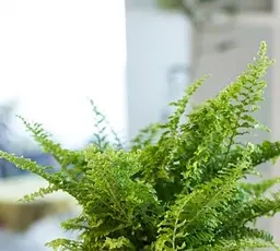 Саджанець Agro-Market Нефролепис Green Fantasy (папороть кімнатна) (174833) 1 шт. в упаковці (кімнатний) - мініатюра 2