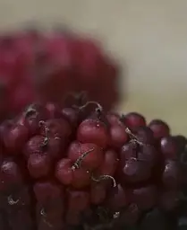 Саджанець Agro-Market Шовковиця великоплідна Стамбульська чорна (літній сорт, середній термін дозрівання) (16186) 1 шт. в упаковці - мініатюра 4