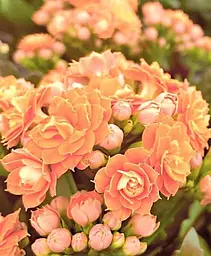 Саджанець Agro-Market Каланхое Блоссфельда Coral (Kalanchoe Blossfeldiana) (168110) 1 шт. в упаковці (кімнатний) - мініатюра 2