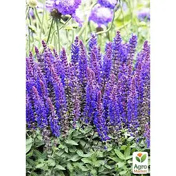 Саджанець Agro-Market Шавлія Дубравна Blue Bouquetta (180053) 1 шт. - мініатюра 4