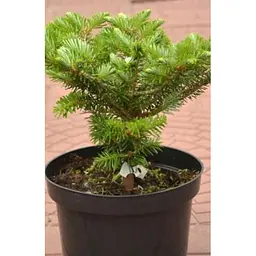 Саджанець Agro-Market Ялиця Корейська (Abies koreana) горщик P9 (48728) - мініатюра 2