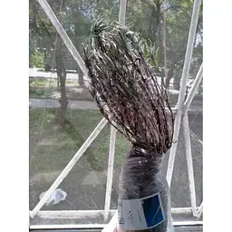 Саджанець Agro-Market Лаванда англійська вузьколиста Лоддон Блю (Loddon Blue) (44328) 1 шт. в упаковці - мініатюра 4