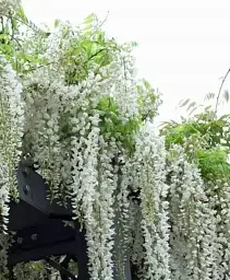 Гліцинія Agro-Market White Nights біла 1 саджанець в упаковці (38035) - мініатюра 4