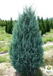Саджанець Agro-Market Ялівець скельний 4-річний Moonglow С3 висота 55-65 см 1 шт. в упаковці (115689) - мініатюра 3