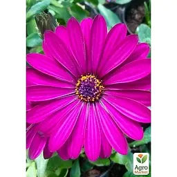 Саджанець Agro-Market Остеоспермум Sunny Mary (контейнер № 10 висота 10-20 см) (47979) 1 шт. в упаковці - мініатюра 2