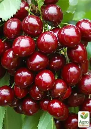 Саджанець Agro-Market Черешня колоновидна рубіново-червона Червона помада (Red lipstick) (преміальний супер солодкий сорт) 1 шт. в упаковці (45974) - мініатюра 2
