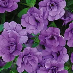 Калібрахоа Mini Famous Neo Double "Amethyst" (190197) 1 саженец
