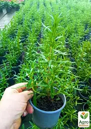 Саджанець Agro-Market Розмарин (контейнер № 10, висота 15 см) (43898) - мініатюра 2