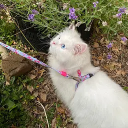Набір для котів Шлея-повідець Max & Molly Harness Cherry Bloom 1 розмір  - мініатюра 2