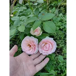 Троянда плетиста Agro-Market Eden Rose саджанець класу АА+ вищий сорт 1 шт. в упаковці (17394) - мініатюра 4