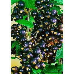 Саджанець Agro-Market Смородина чорна Гоферт (Gofert) (ранній термін дозрівання, високоврожайний сорт) 1 шт. в упаковці (44817) - мініатюра 2