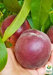 Саджанець Agro-Market Персик Роял Естет (королівська серія, пізній термін дозрівання) 1 шт. в упаковці (61952) - мініатюра 2