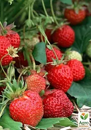 Саджанець Agro-Market Полуниця Чудо світу (ремонтантний сорт) 5 шт. в пакуванні (44700) - мініатюра 3