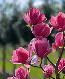 Магнолія Agro-Market Emperor щеплена 4-річна гібридна висота 50-60 см 1 саджанець в упаковці - мініатюра 3