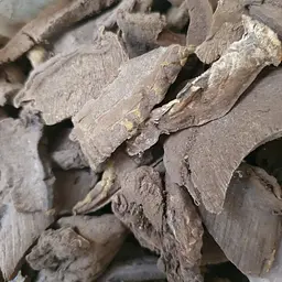 100 г реші гриб/трутовик лакований - свіжий урожай