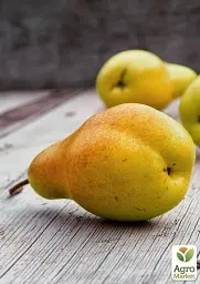 Саджанець Agro-Market Груша Весільна (літній сорт, ранній термін дозрівання) 1 шт. в упаковці (21364) - мініатюра 2