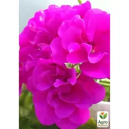 Саджанець Agro-Market Пеларгонія ампельна Ivy Magenta (контейнер № 10 висота 10-20 см) (49105) 1 шт. в упаковці - мініатюра 2